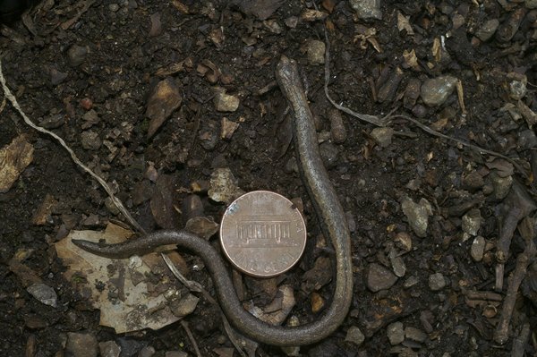 Les meilleures banques éthiques vs traditionnelles : quelle option choisir ?